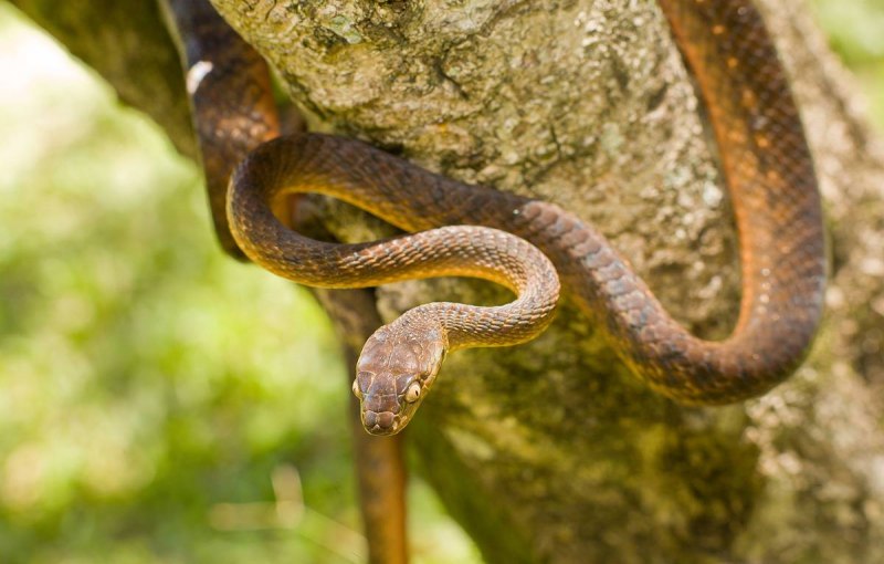 Песчаная змея свистящая (Psammophis sibilans)