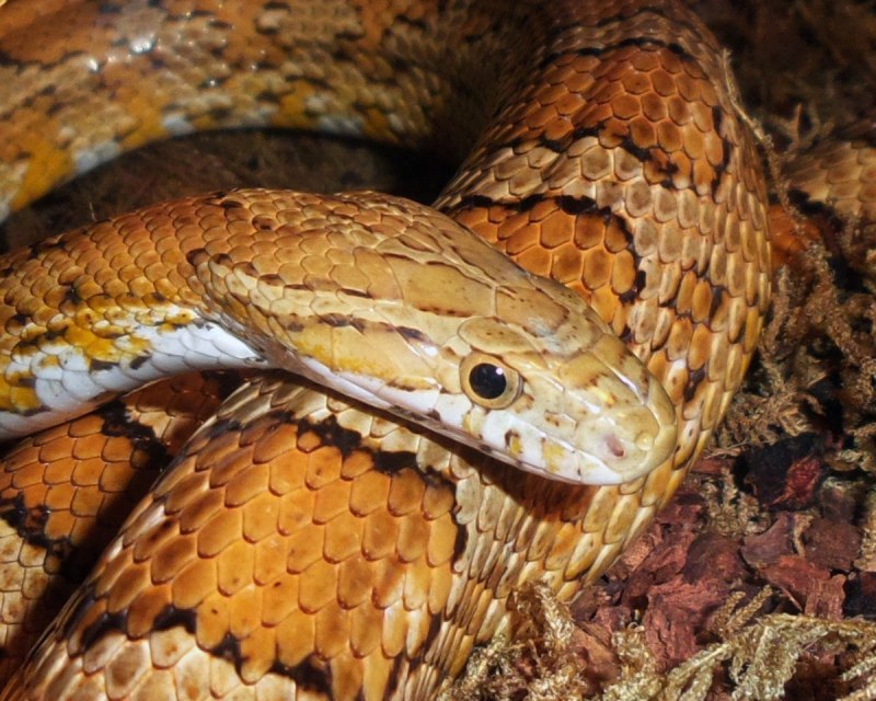 Pseudechis porphyriacus