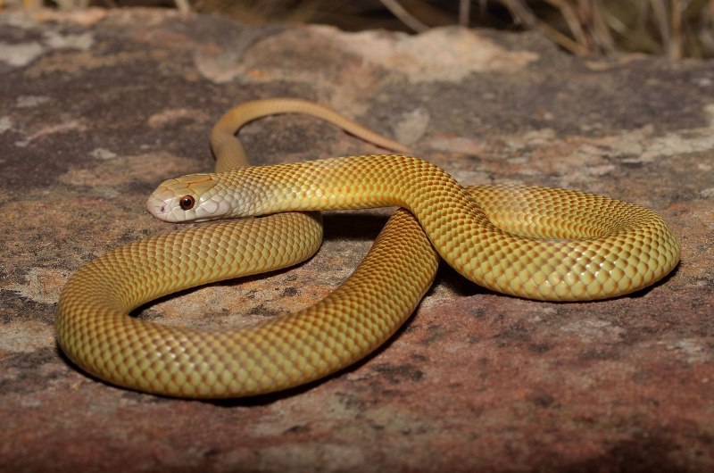 Rhinechis scalaris