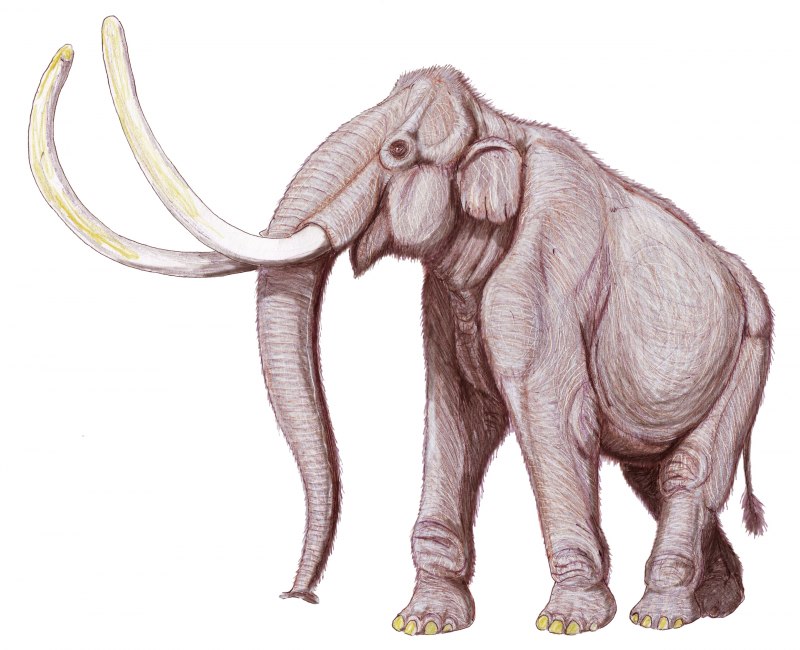 Мамонт Mammuthus primigenius