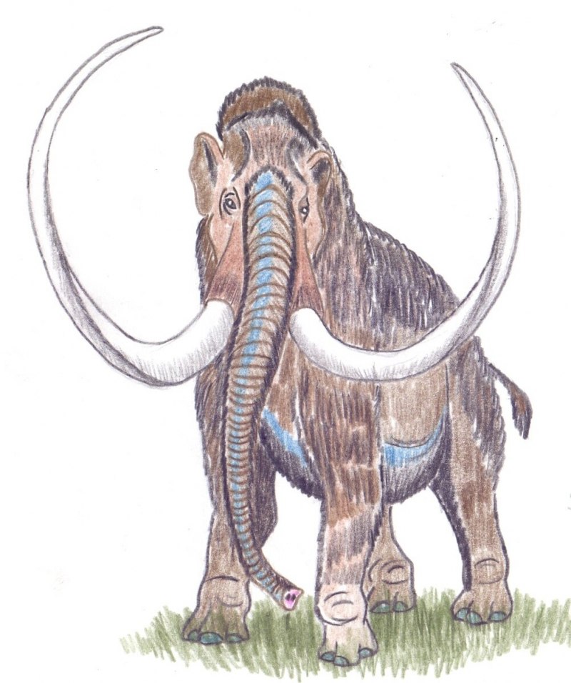 Mammuthus subplanifrons