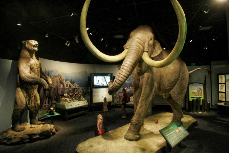 Mammuthus sungari