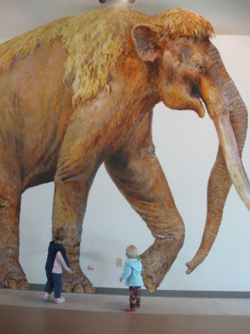 Мамонт Mammuthus primigenius