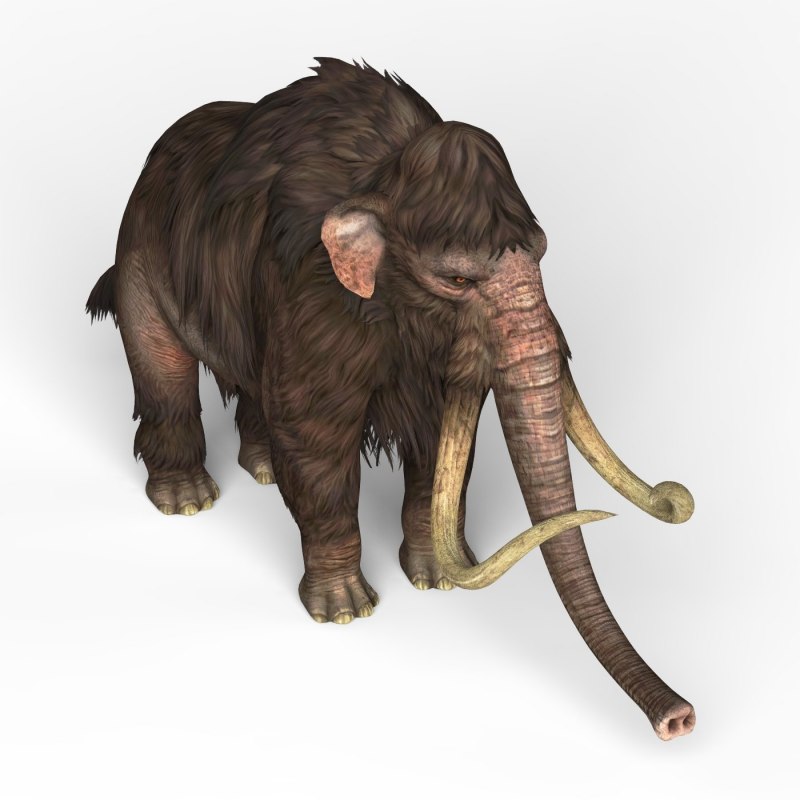 Мамонт Mammuthus primigenius