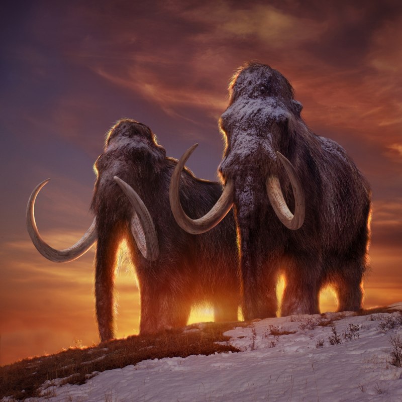 Южный слон Archidiskodon meridionalis