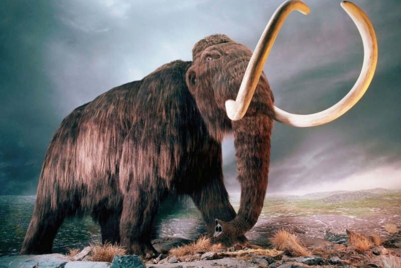 Шерстистый мамонт (Mammuthus primigenius)