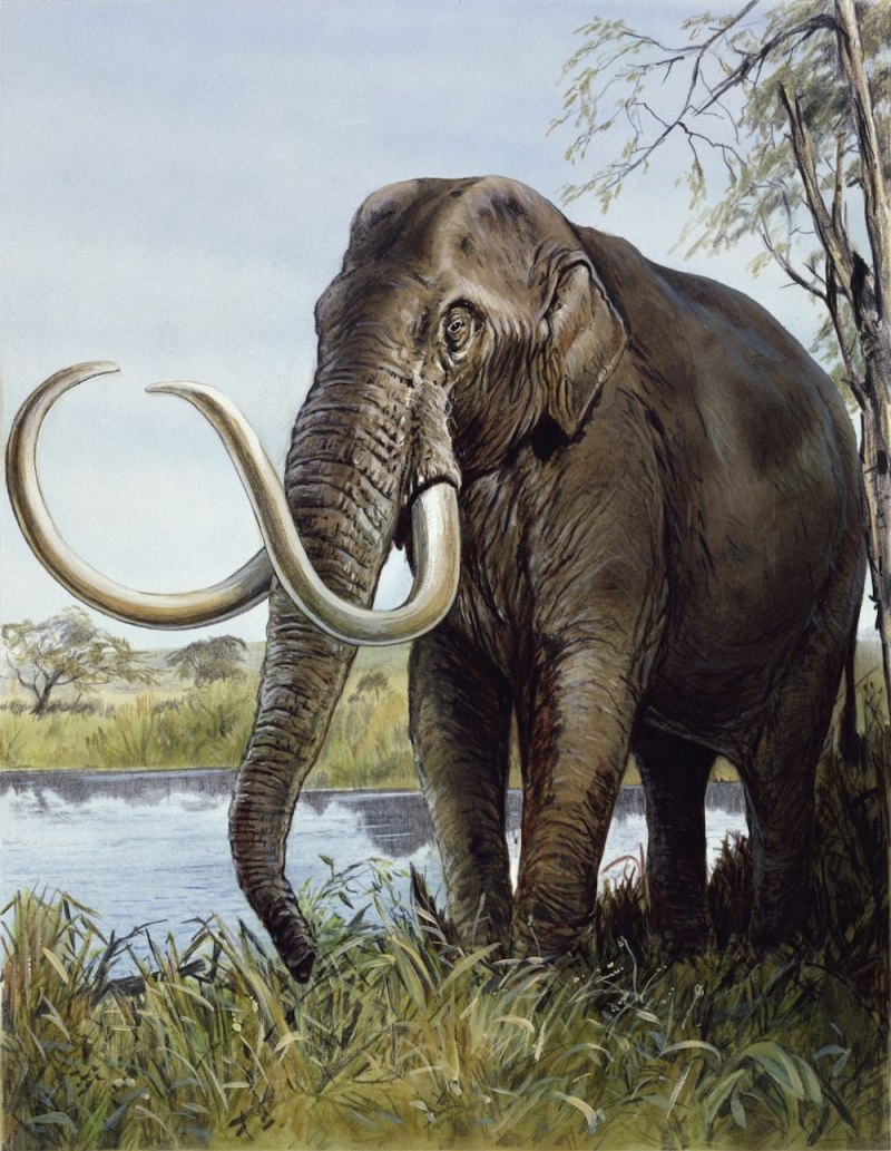 Колумбийский мамонт Mammuthus Columbi