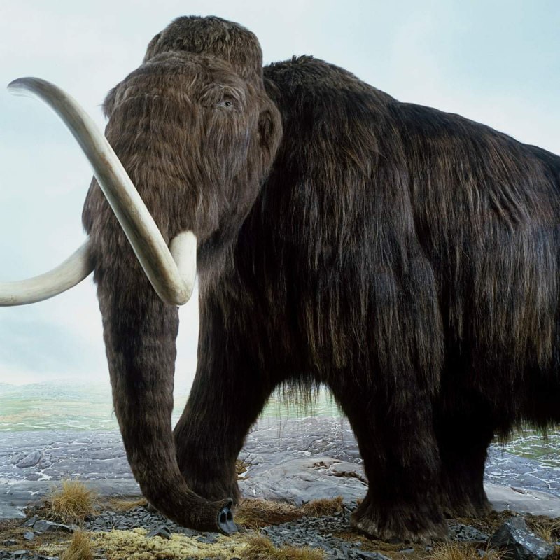 Шерстистый мамонт (Woolly Mammoth)