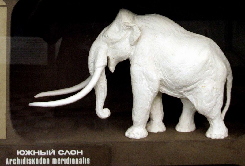 Woolly Mammoth Mammuthus primigenius