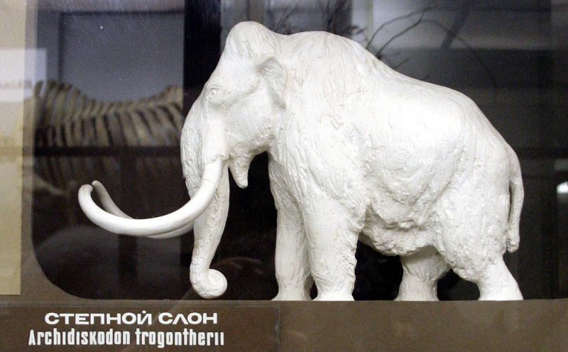 Male Woolly Mammoth