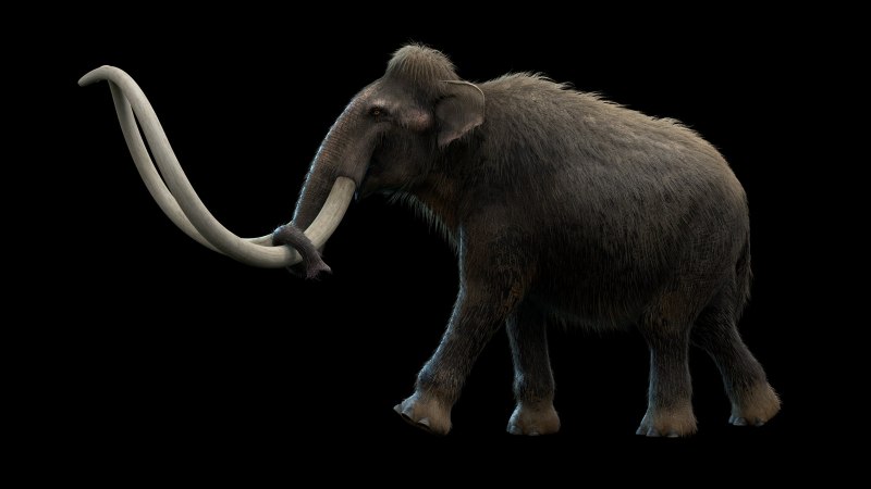 Steppe Mammoth