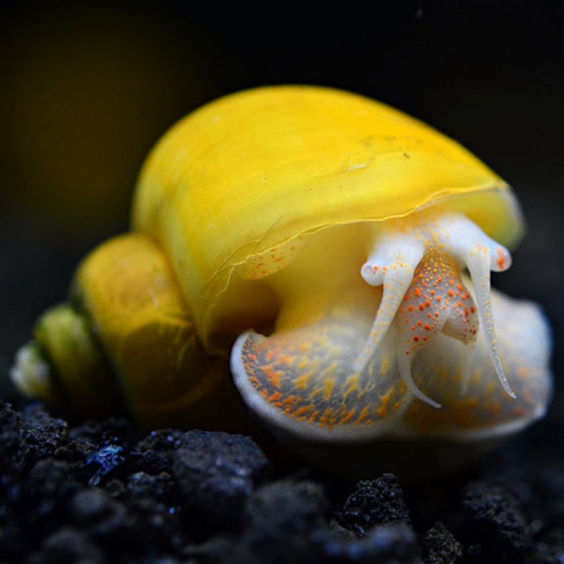 Ivory Snail
