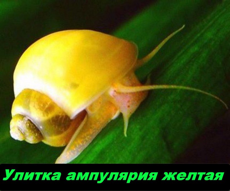 Улитка ампулярия