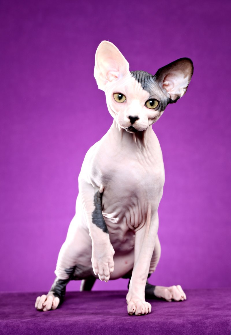 Сфинкс кошка