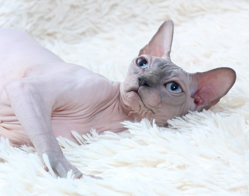Allegra Sphynx