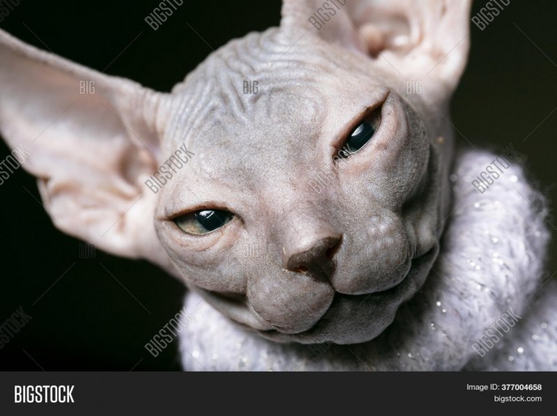 Кот с лысой головой