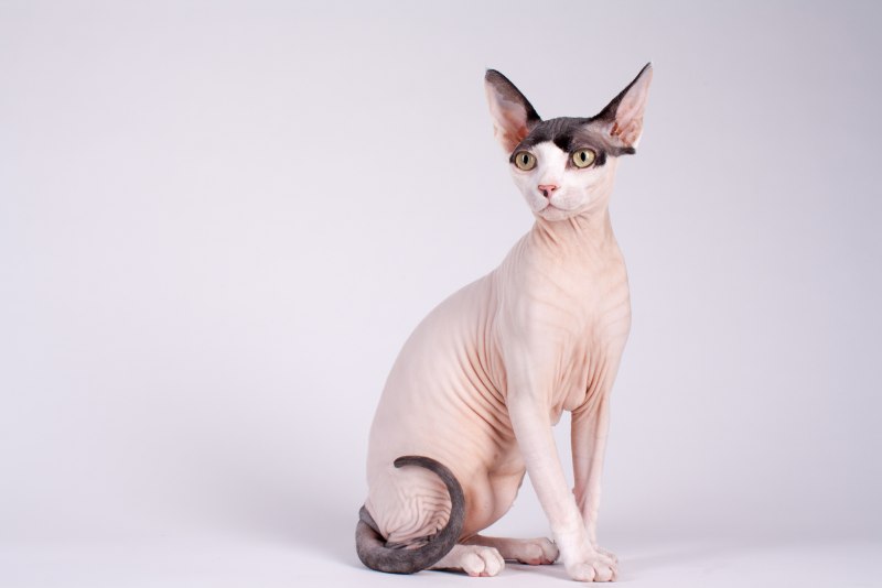 Кот сфинкс