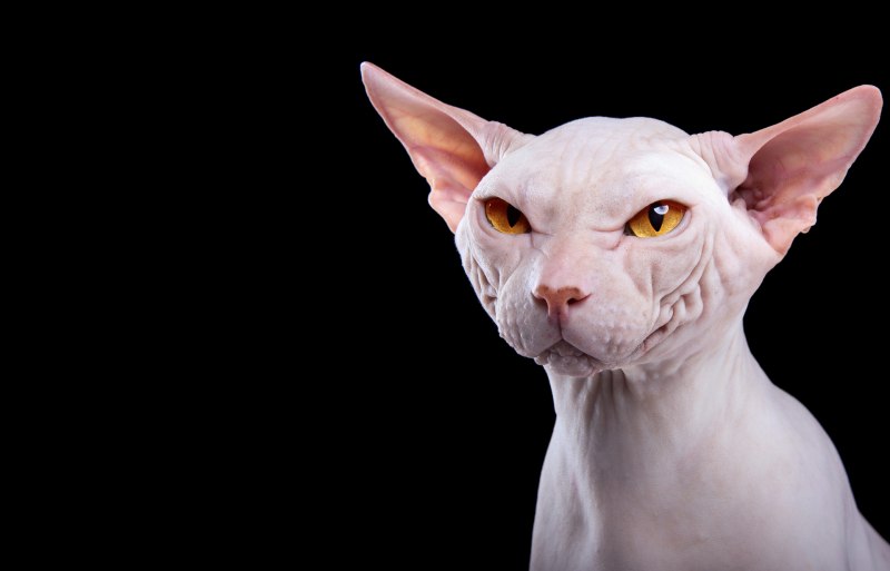 Американский сфинкс кошка