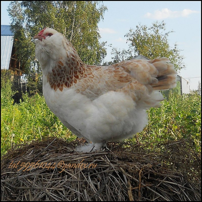 Фавероль серая