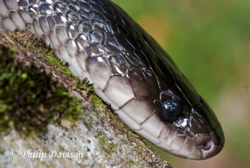 Blue Racer Coluber Constrictor