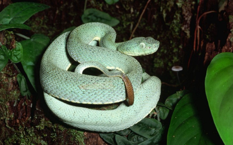 Dendroaspis polylepis змея