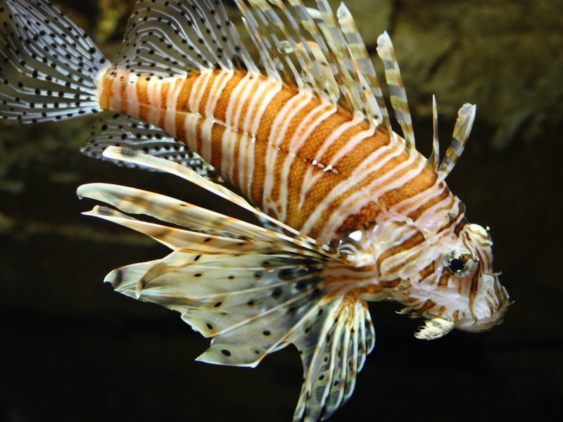 Глубоководная рыба Marine Hatchetfish