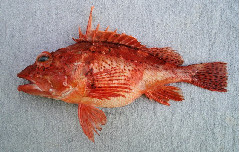 Альберто Скорфано морской