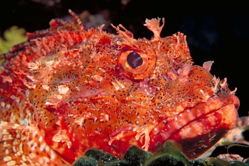 Морской Ерш скорпена