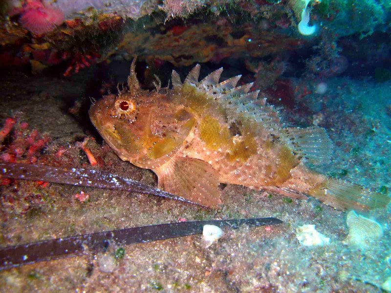 Red Scorpion Fish