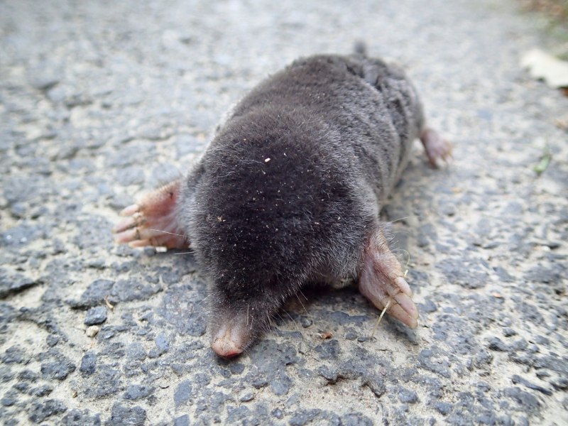 Крот обыкновенный (talpa europaea)