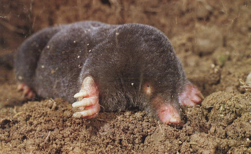 Taupe Крот