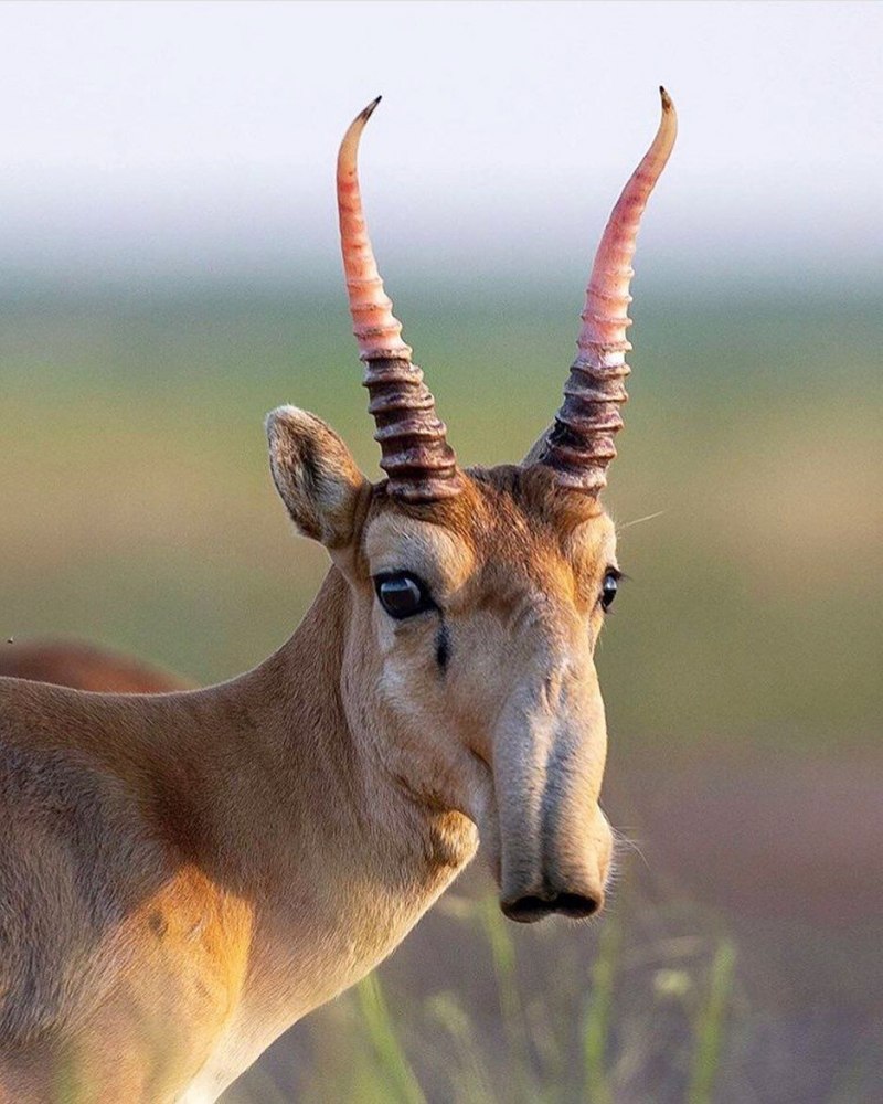 Сайгак Saiga tatarica