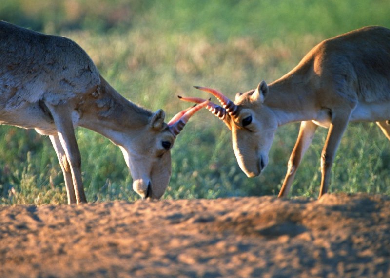 Сайгак Saiga tatarica