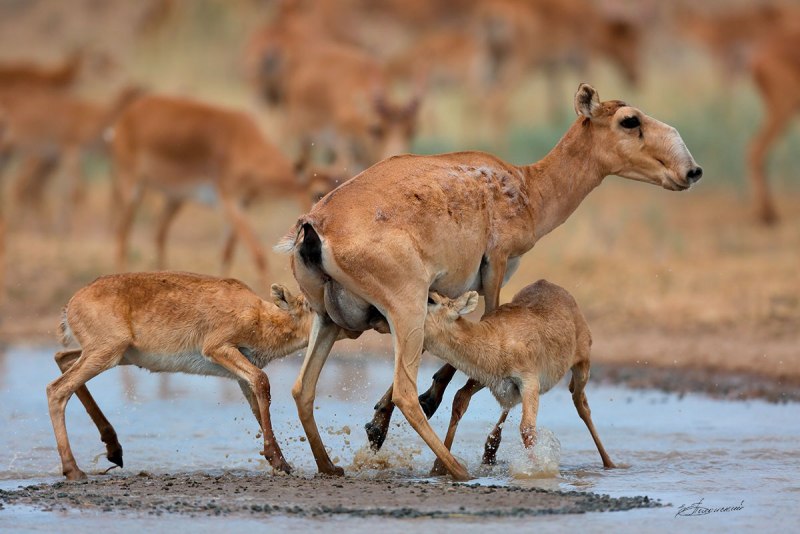 Сайгак Saiga tatarica