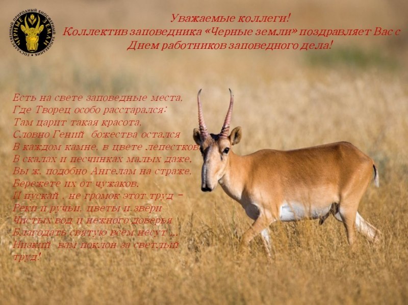 Сайгак и косуля