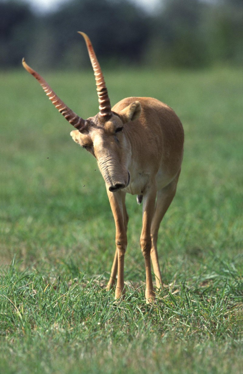 Сайгак Saiga tatarica