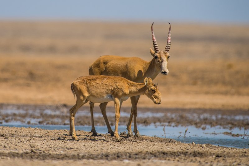 Сайгак Saiga tatarica