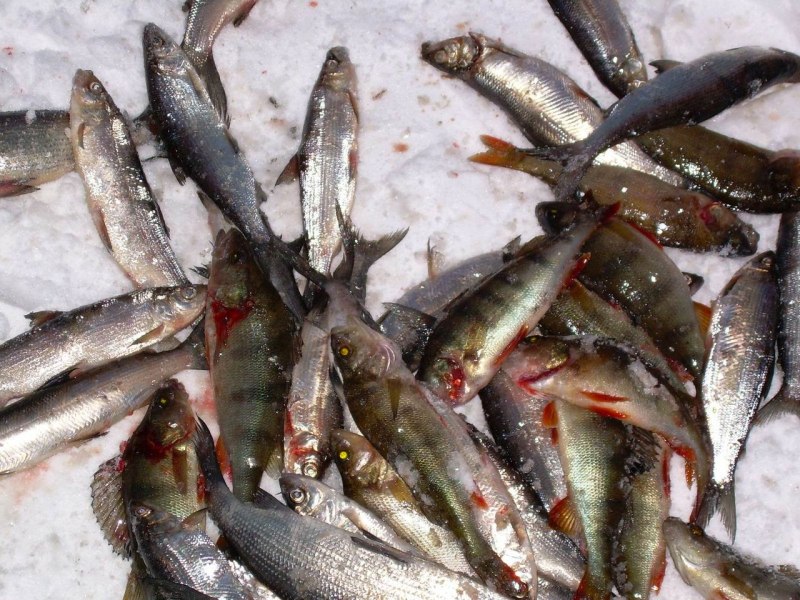 Coregonus Sardinella