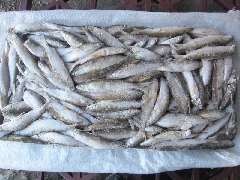 Ряпушка свеже мороженная