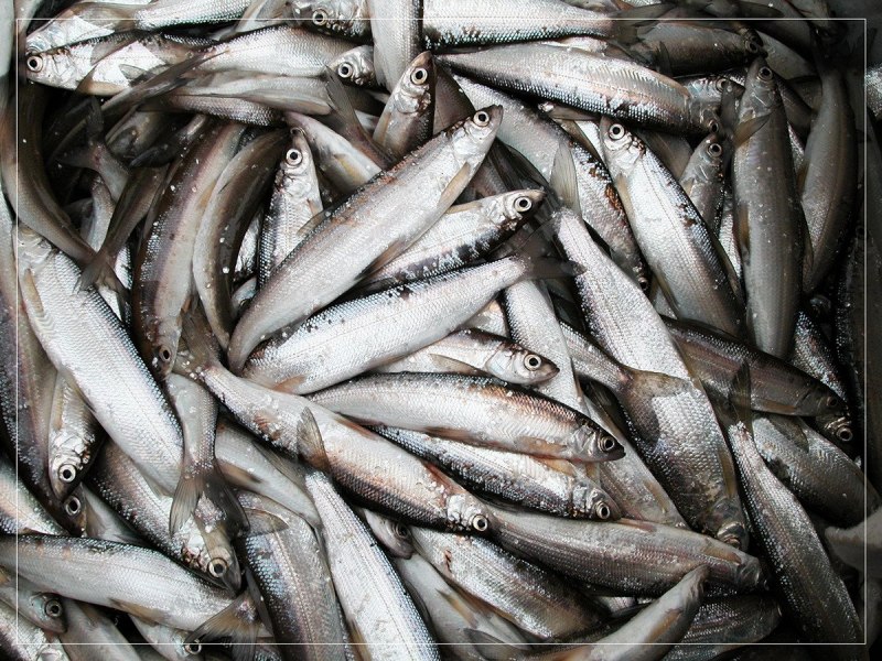 Корюшка европейская Osmerus eperlanus