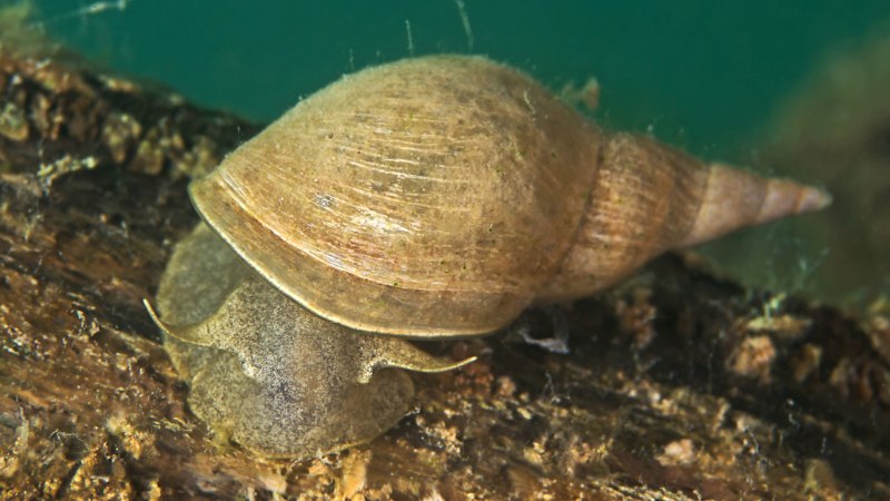 Обыкновенный прудовик (Lymnaea stagnalis)