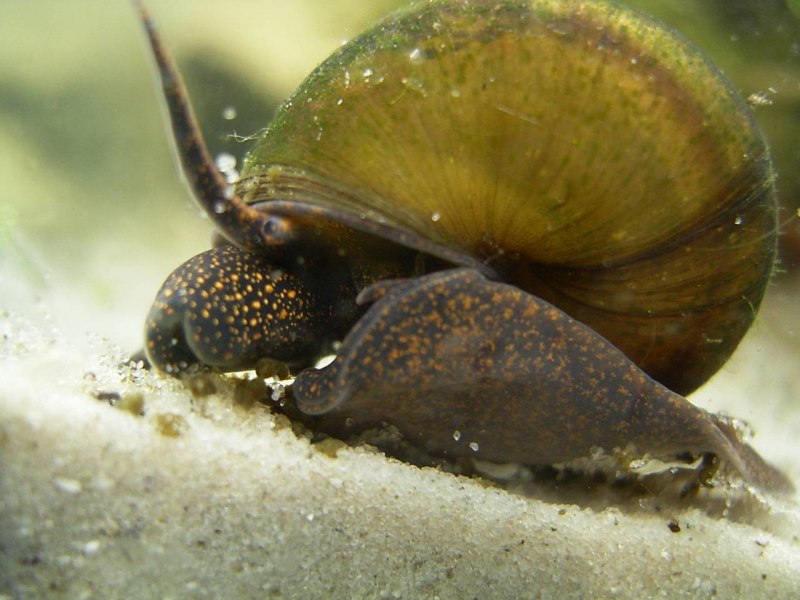 Физа пузырчатая Physa fontinalis