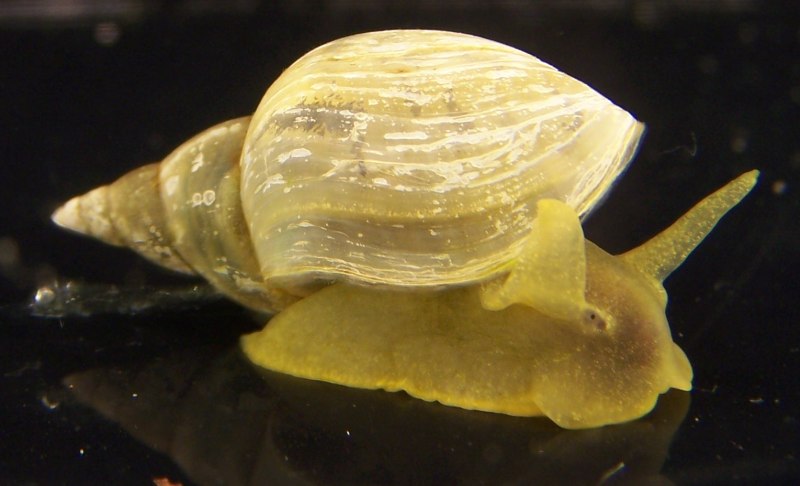 ЖИВОРОДКА Речная viviparus viviparus
