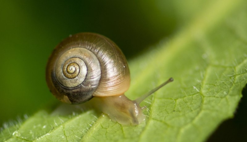 Обыкновенный прудовик (Lymnaea stagnalis)