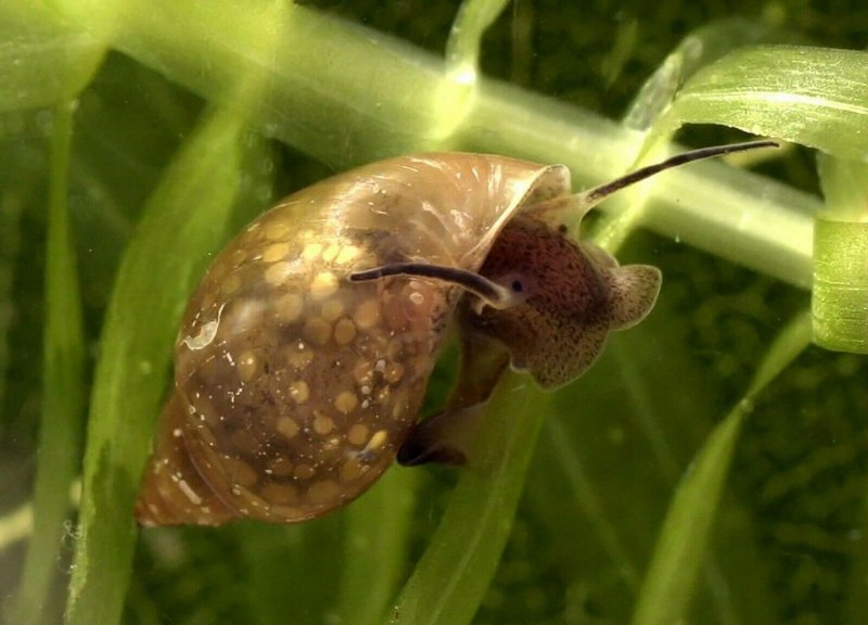 Катушка Роговая - Planorbarius corneus