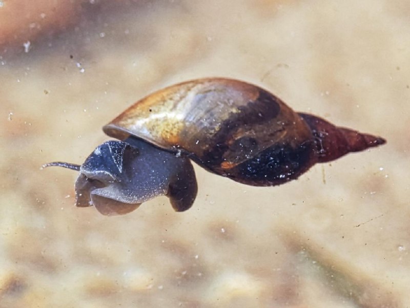 Обыкновенный прудовик (Lymnaea stagnalis)