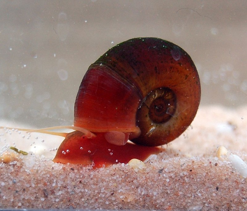 Улитка Priotrohatella stellata