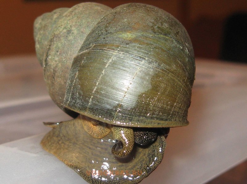 Катушка (Planorbis corneus)