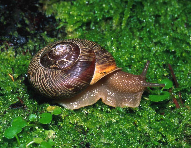 Mystery Snail
