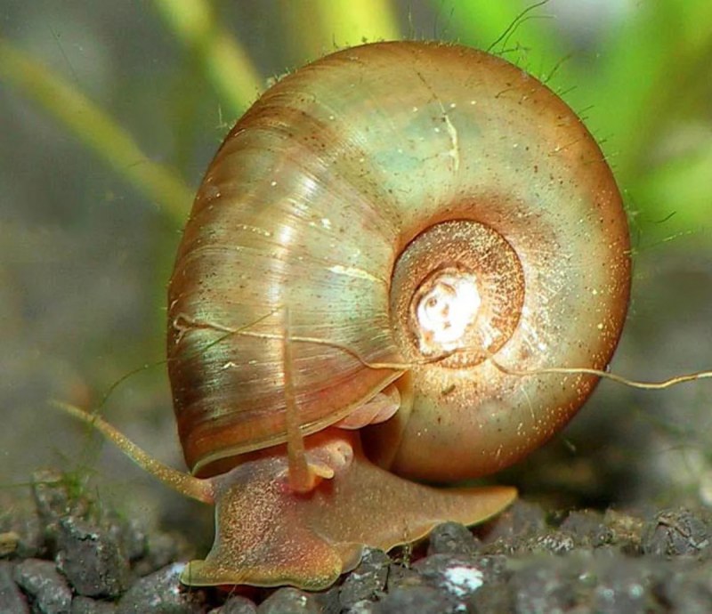 Обыкновенный прудовик (Lymnaea stagnalis)